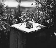 Load image into Gallery viewer, Mr. Diamond
